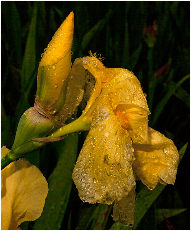 Bearded iris no 3 pres s